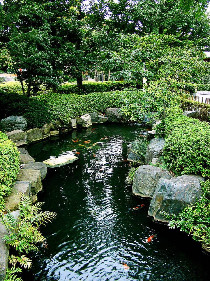 Tranquil Fish Pond