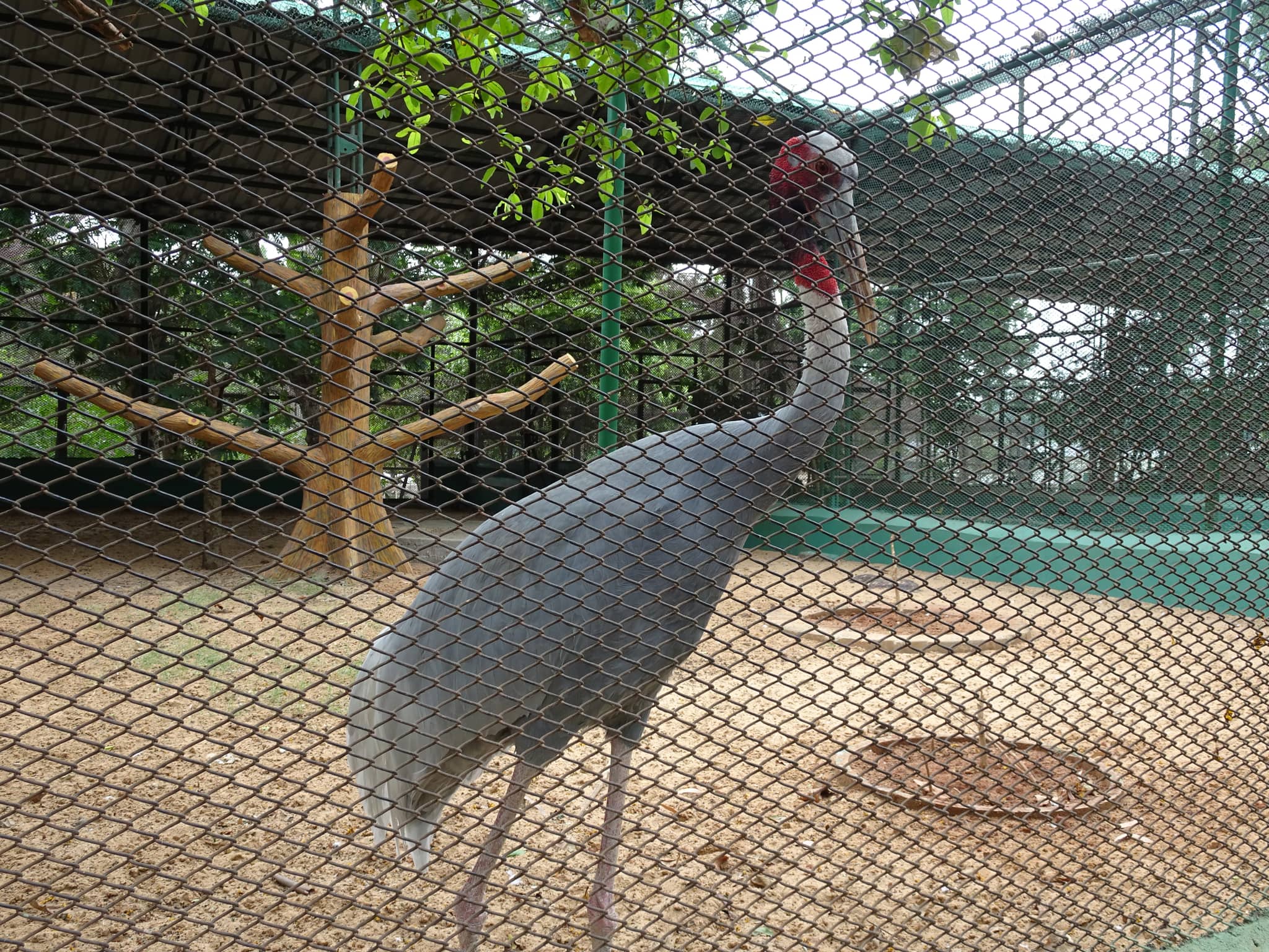 Bird Aviaries