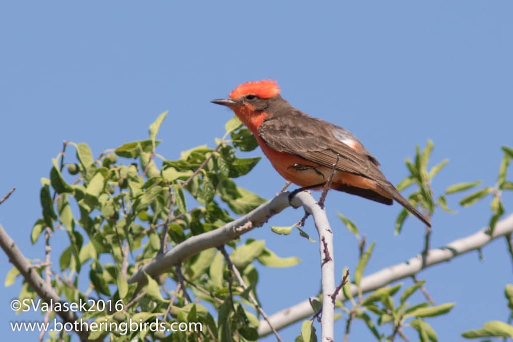 Birdwatching Opportunities