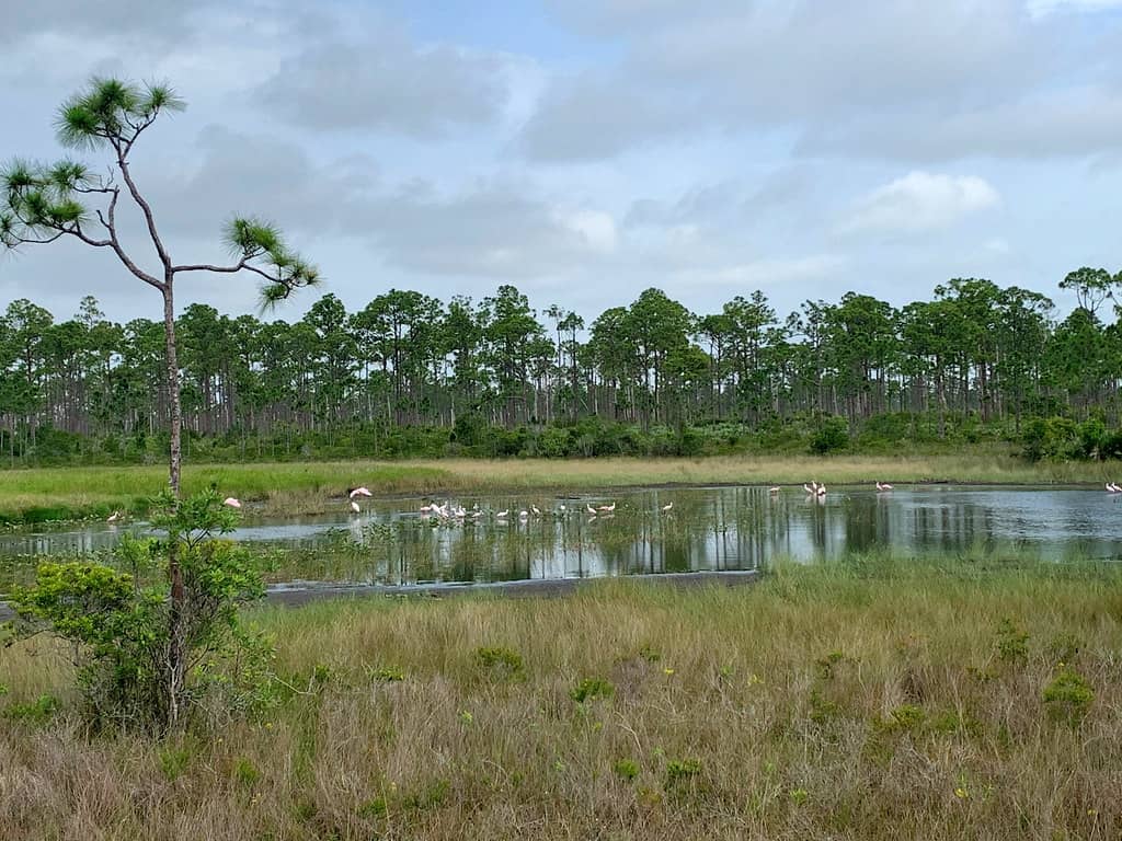 Abundant Wildlife Viewing