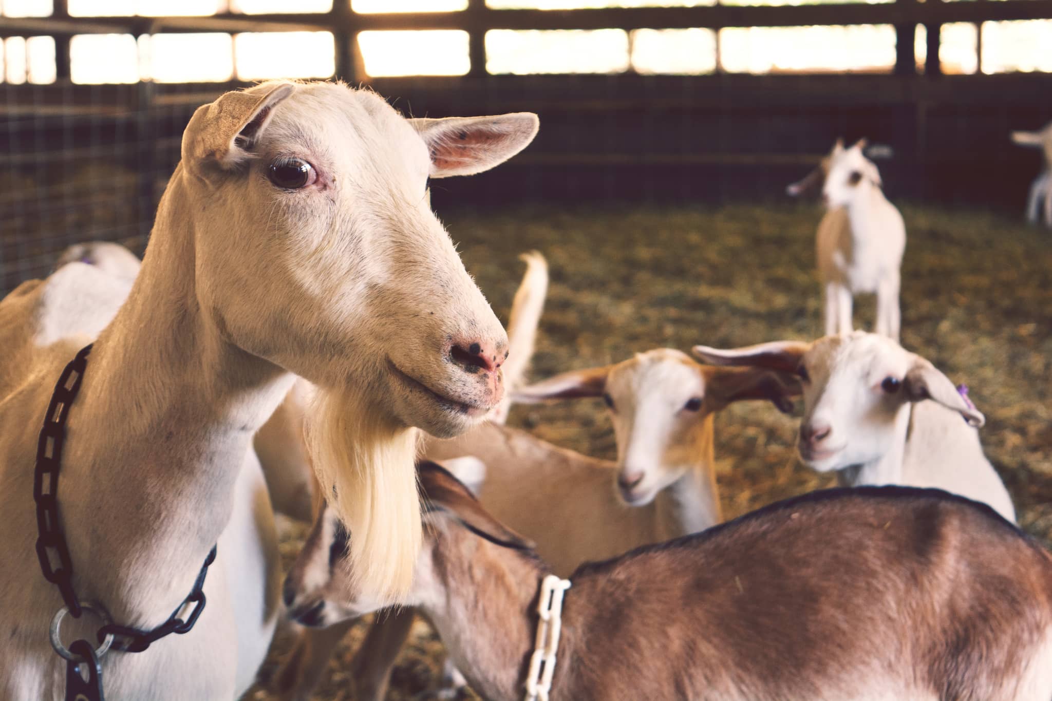 Charming Farm Animals