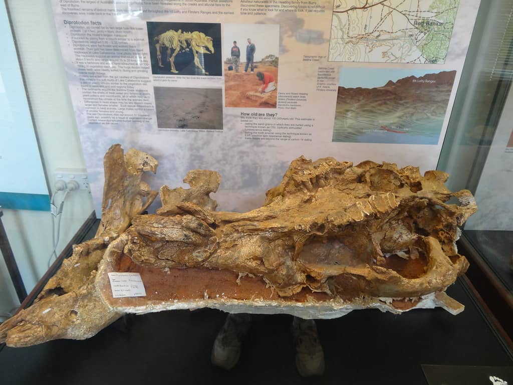 Fossil and Geological Displays