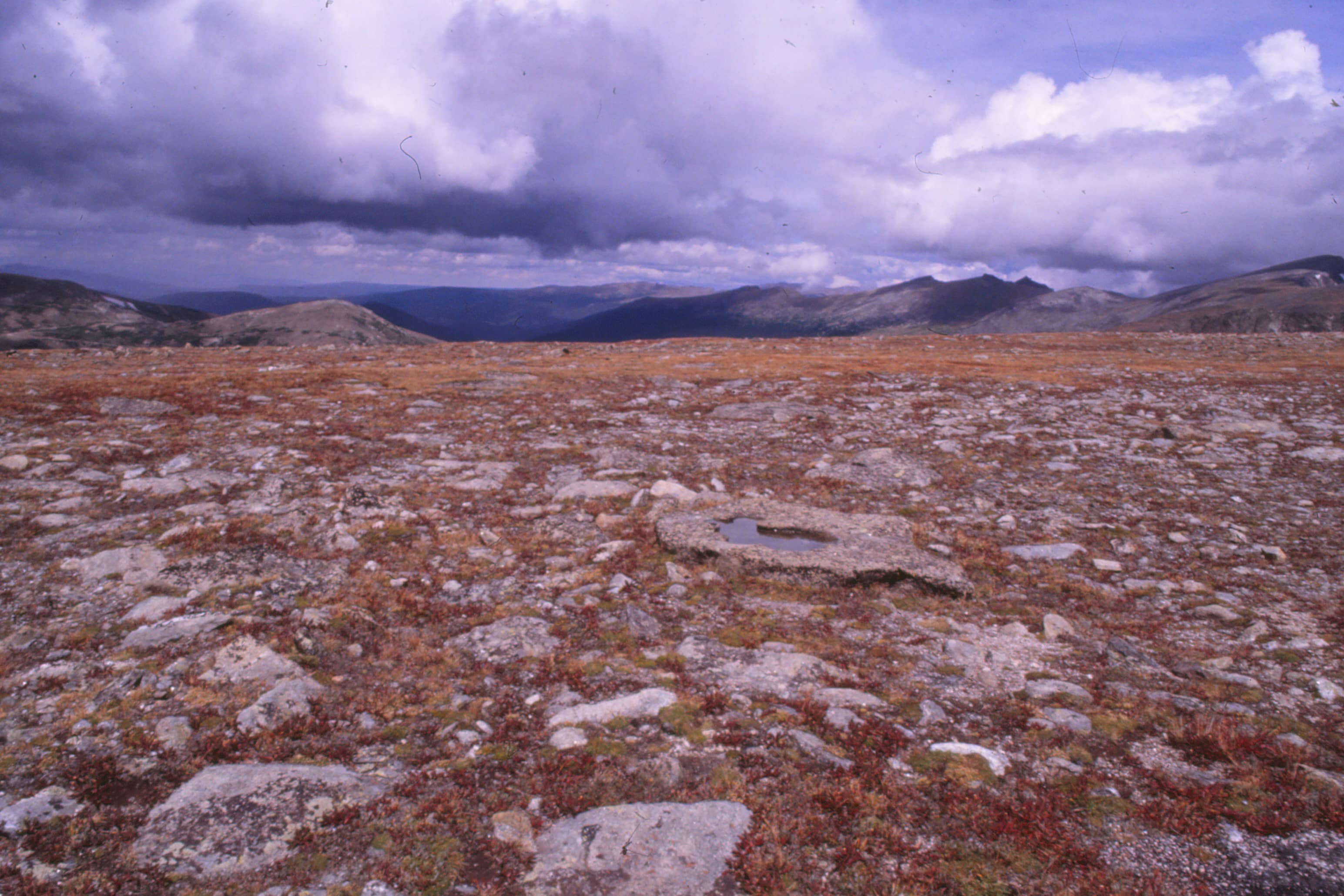 Tundra Ecosystem