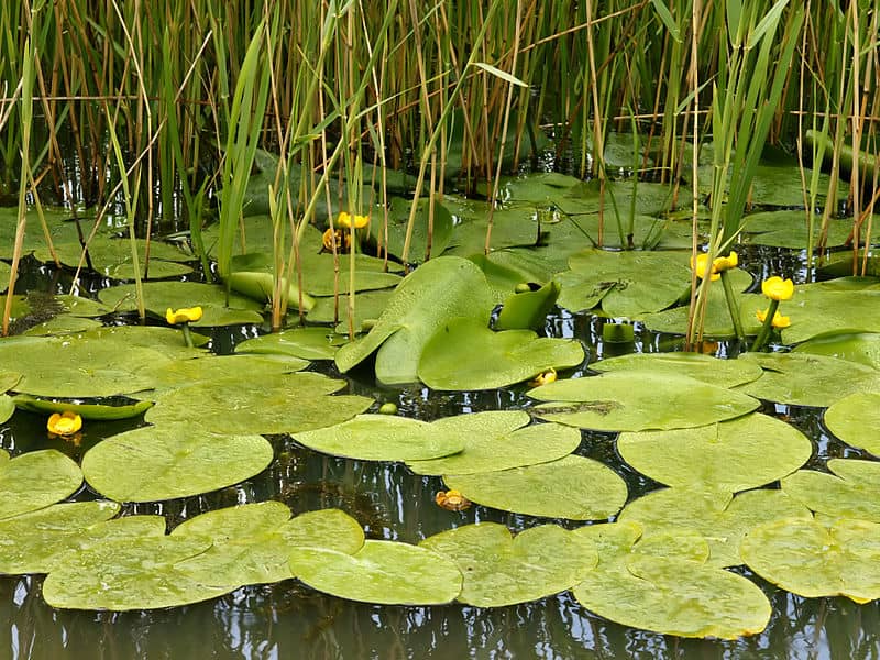 Native Plant Gardens