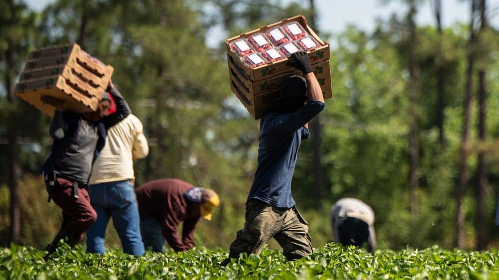 Farm Fresh Produce