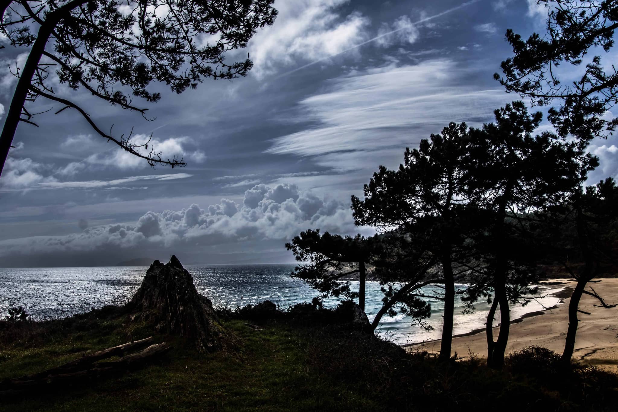 Shaded Pine Grove