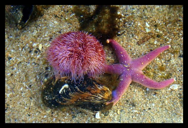 Reykjavik Family Park & Zoo