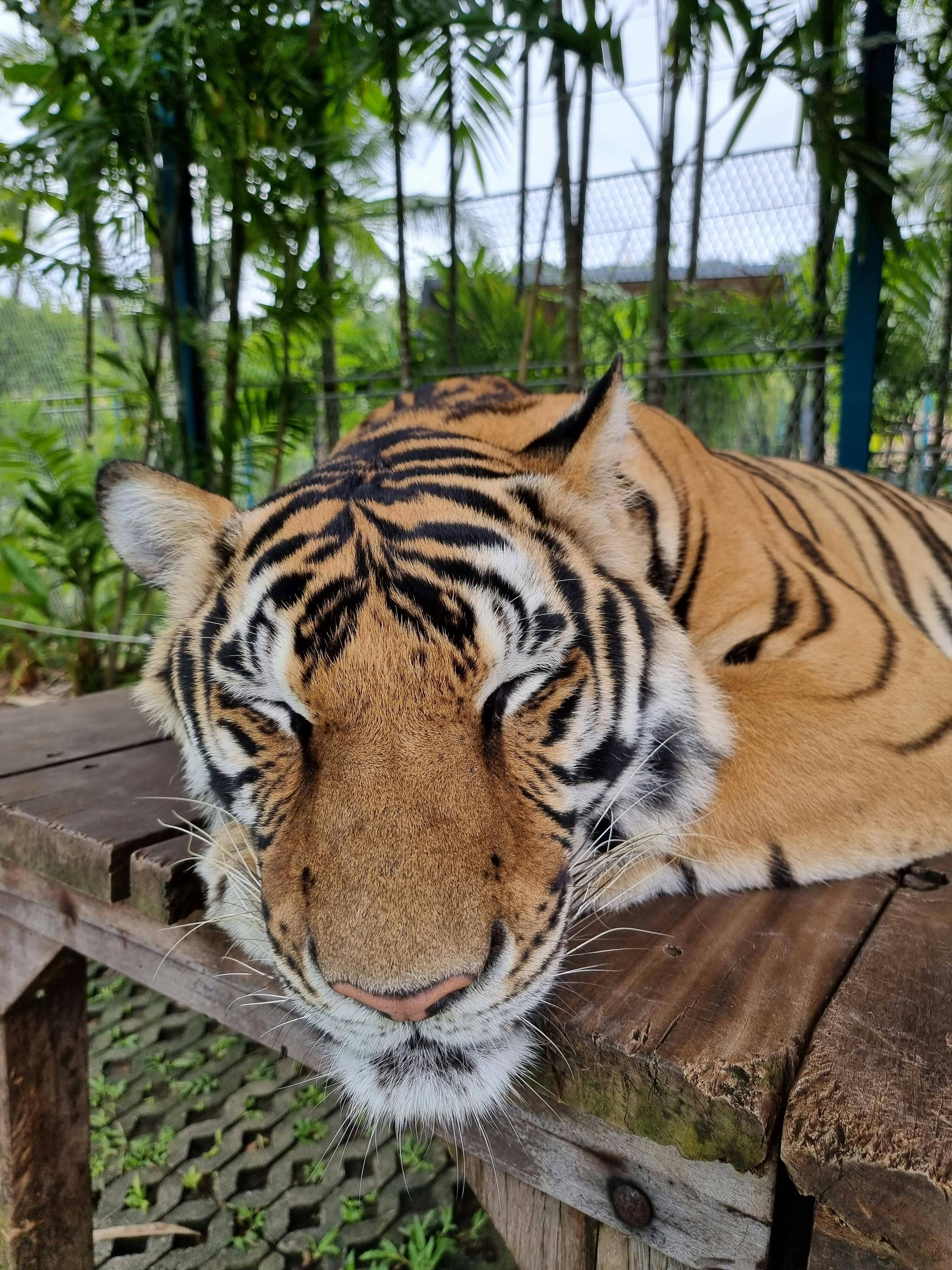Photo Session with Giant Tigers