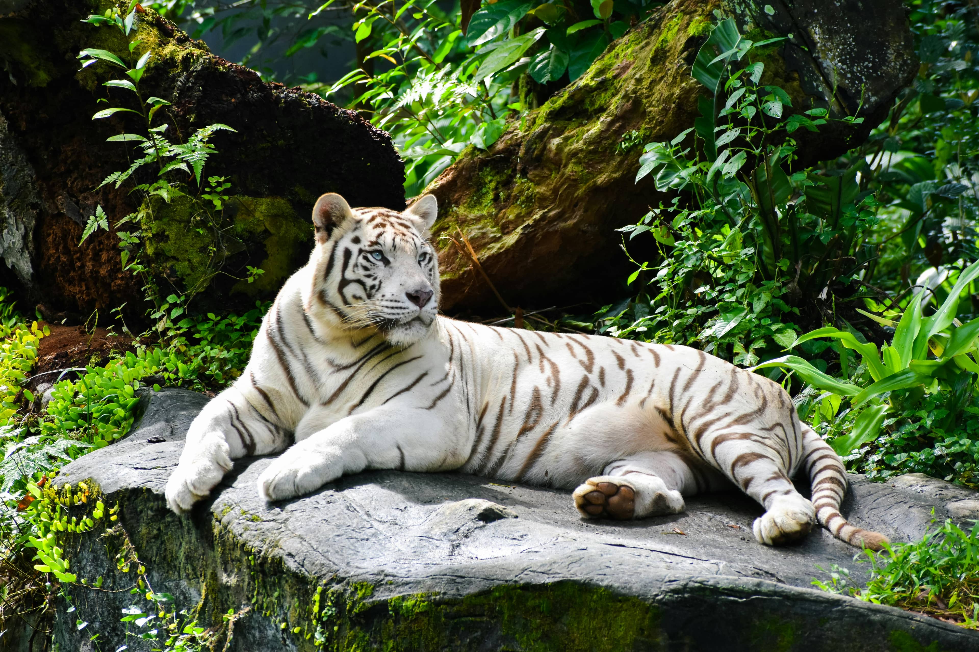 White Tiger Encounter