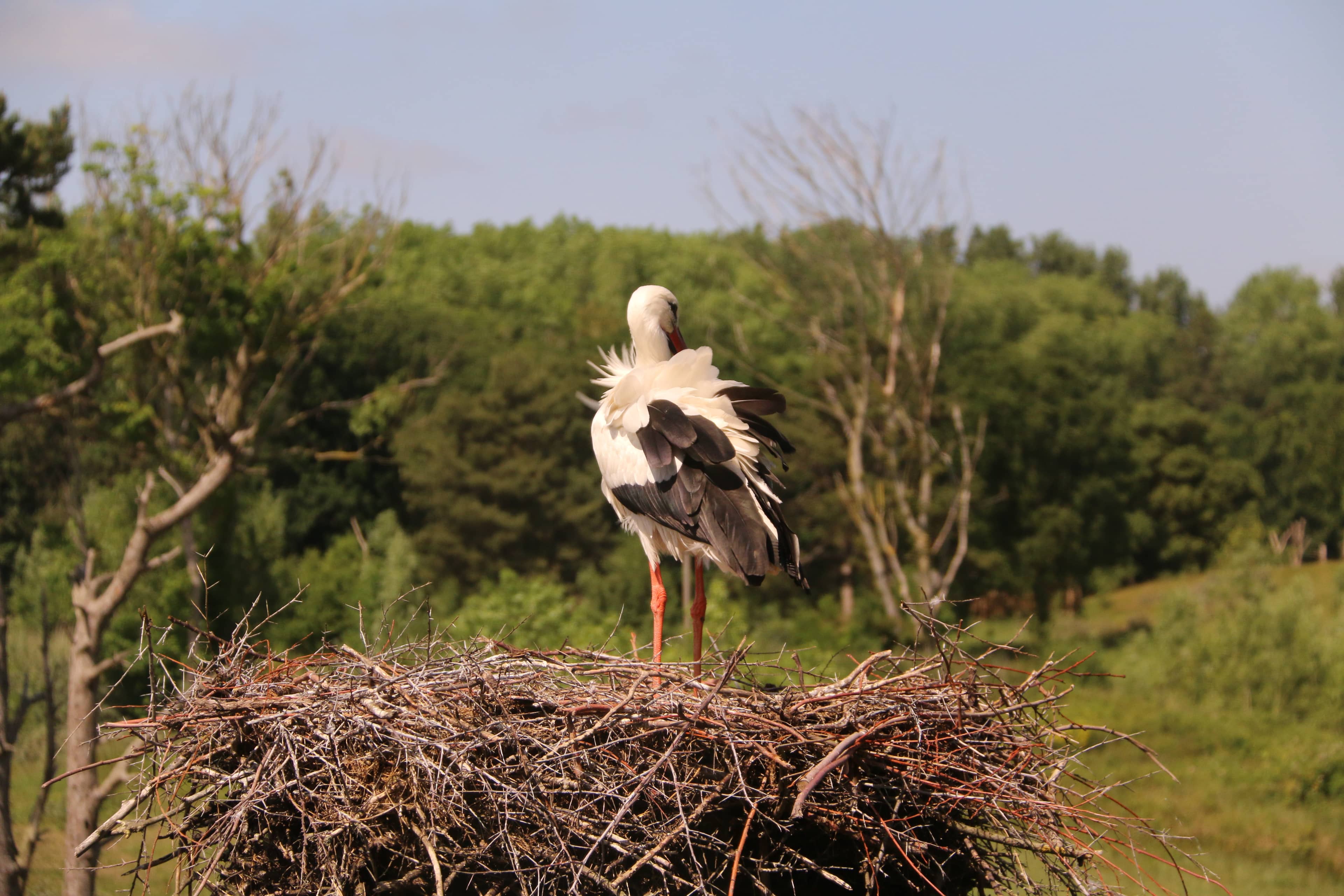 Stork Nests