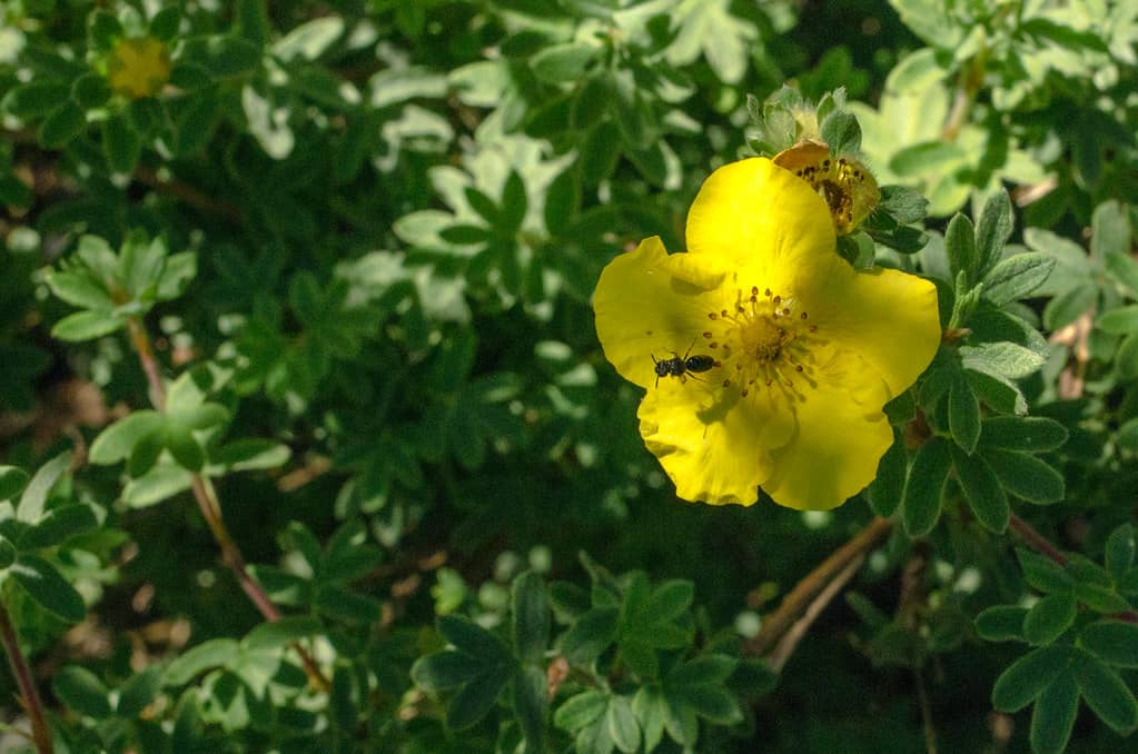 Pollinator Garden