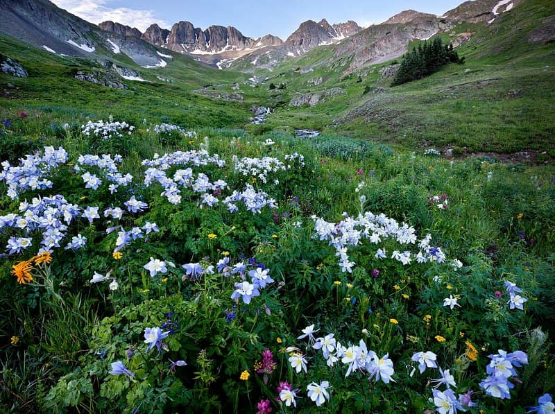 Summer Wildflowers