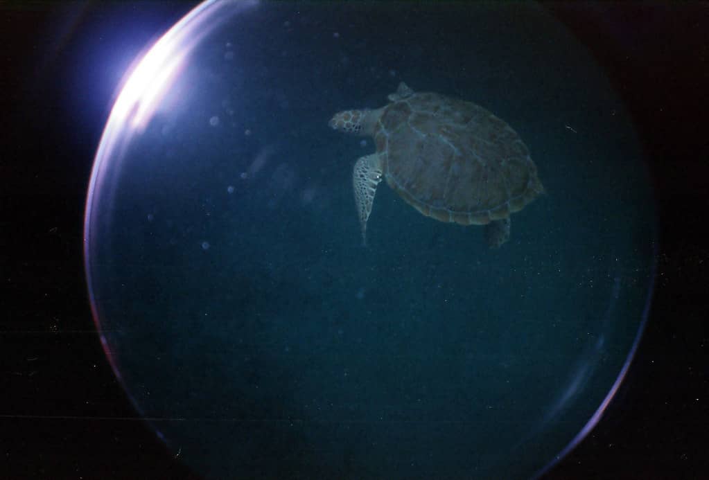 Abundant Marine Life