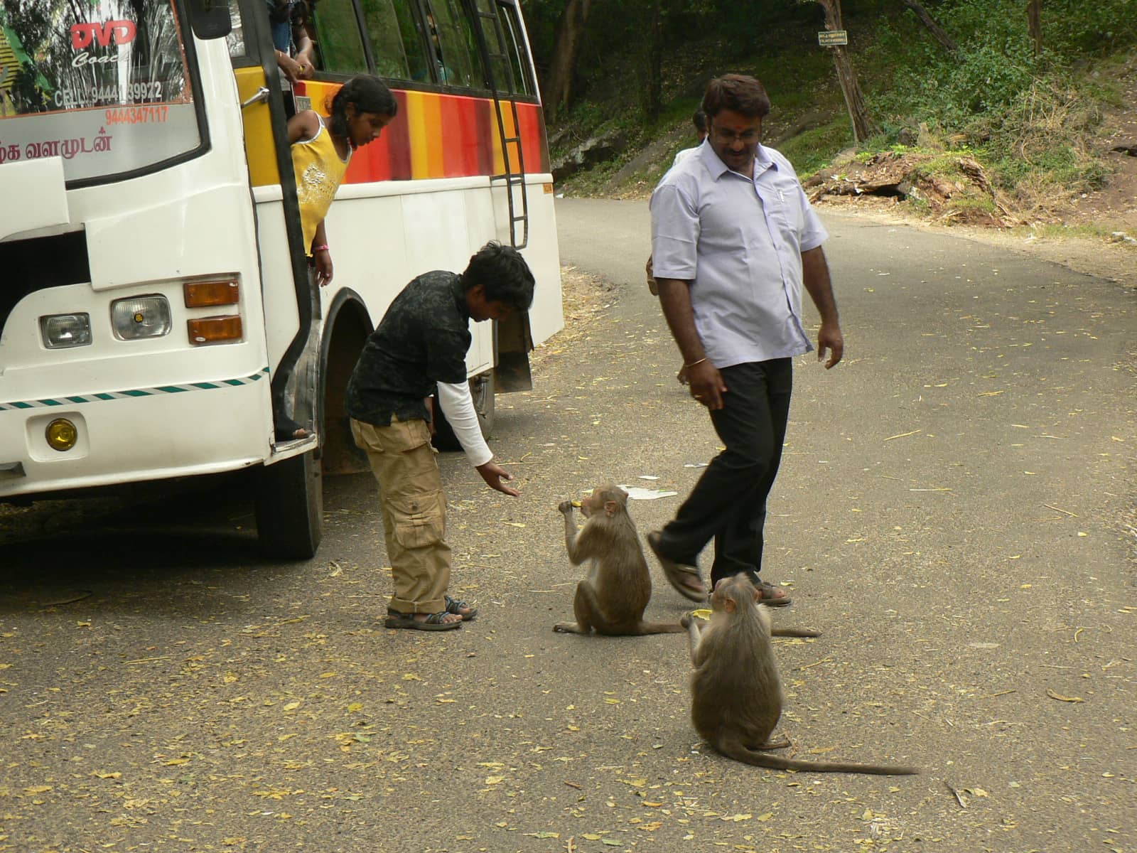 Animal Feeding Experience