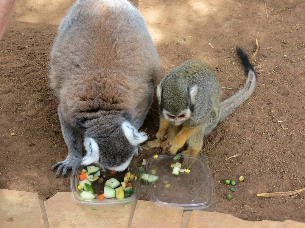 Diverse Primate Collection