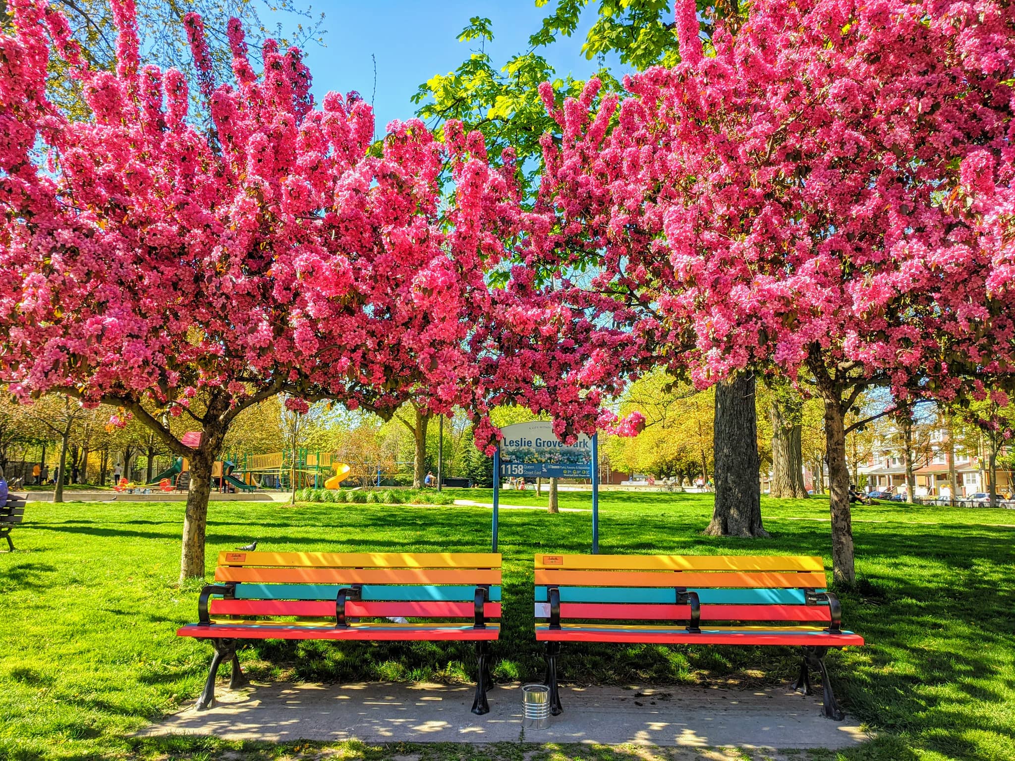 Tranquil Green Space