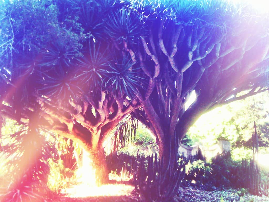 Moorish-Inspired Gardens