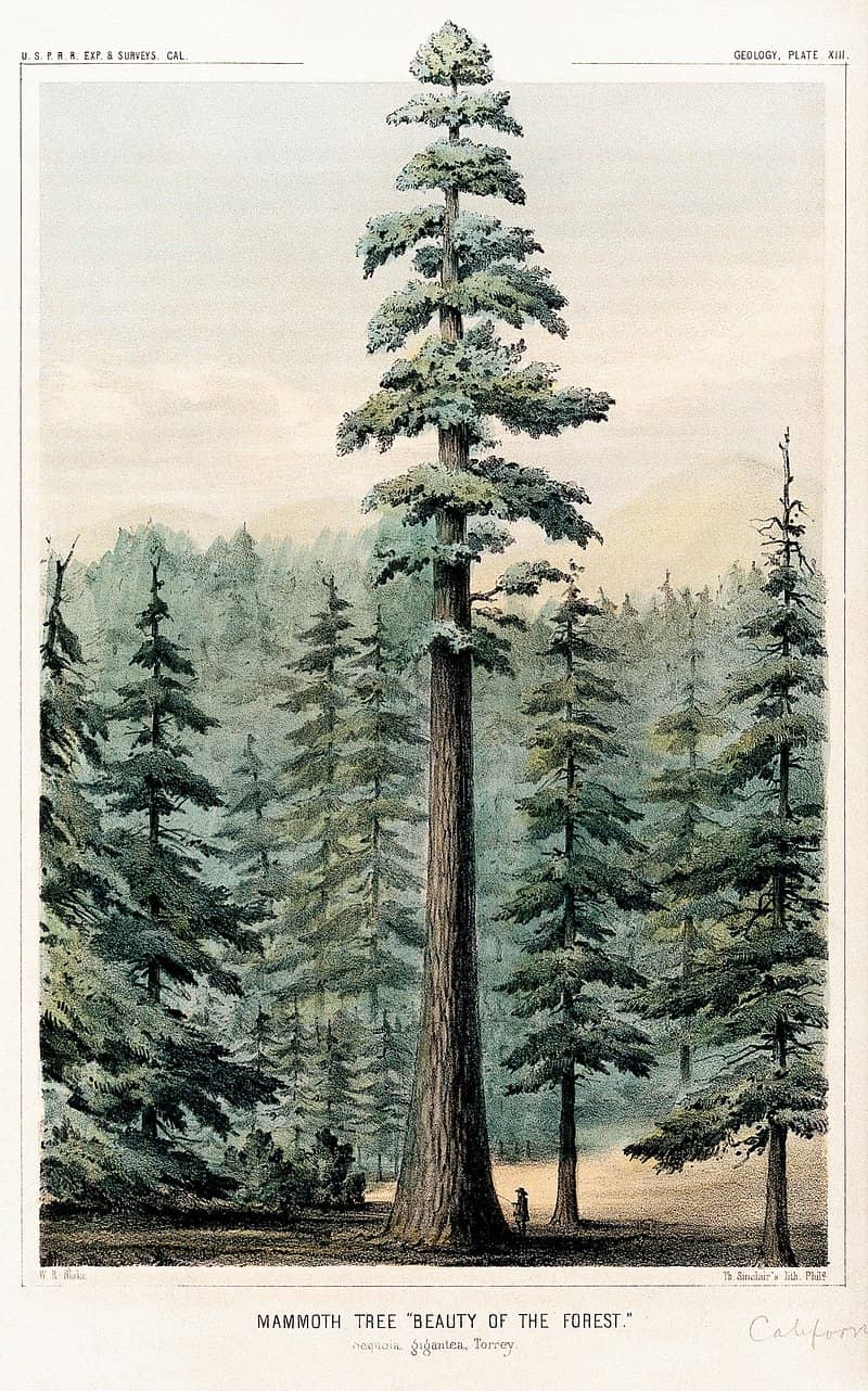 Ancient Giants