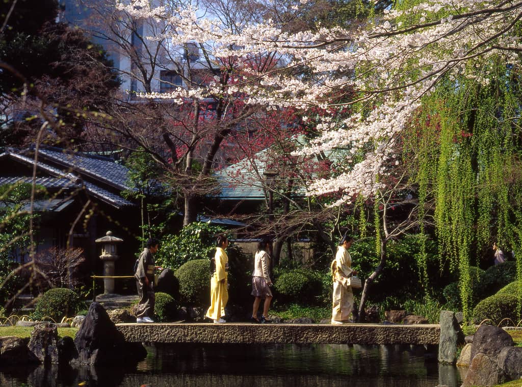 Cherry Blossom Garden