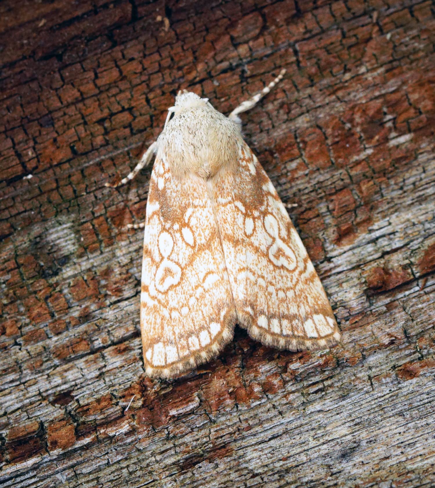 River Oaks Garden Club Pink Elephant Sale