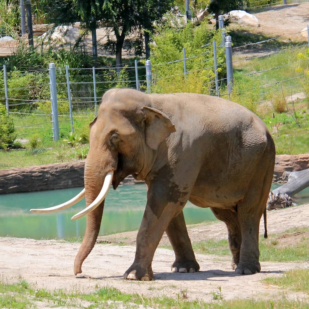 Majestic Elephants & Giraffes