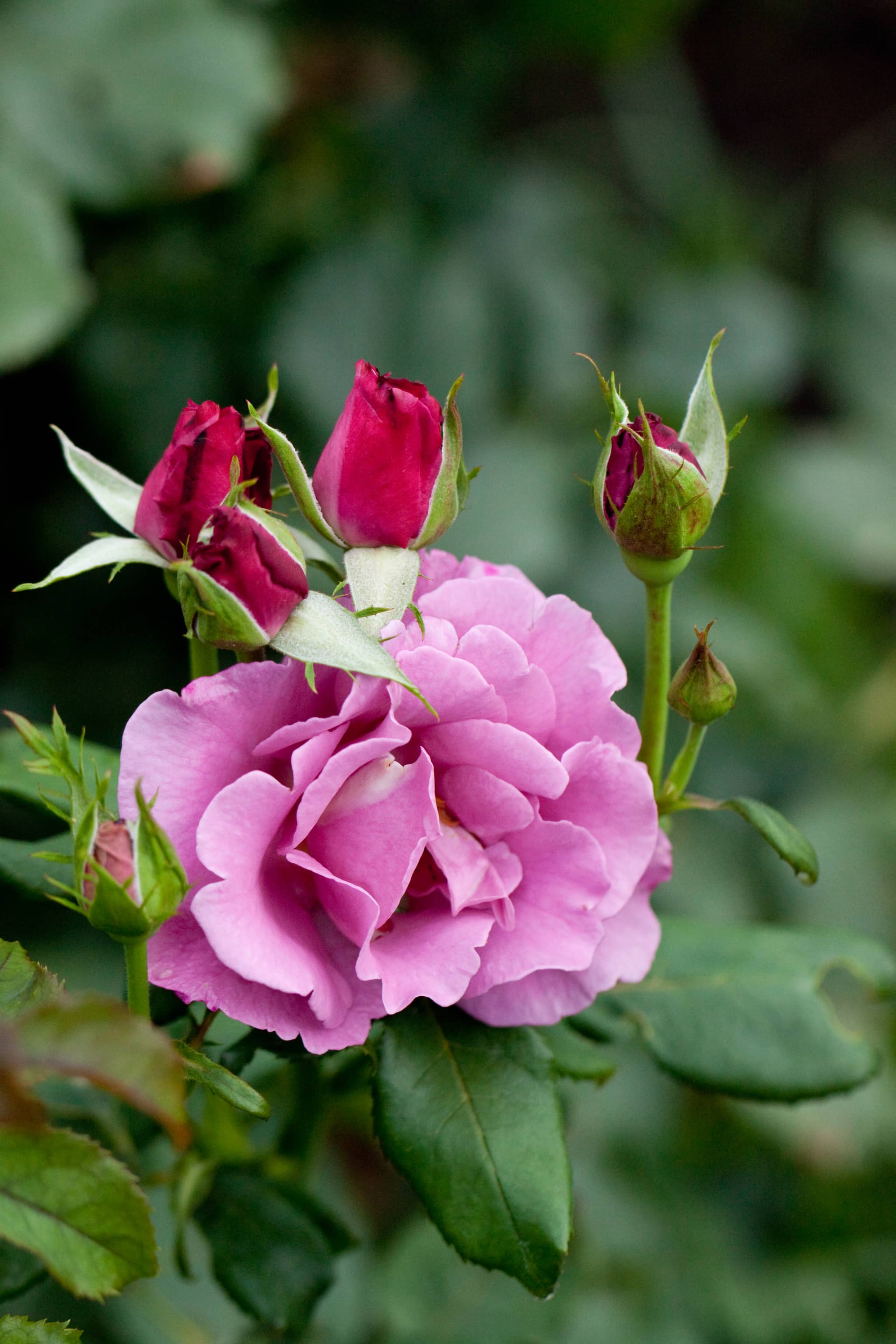 Rose Garden