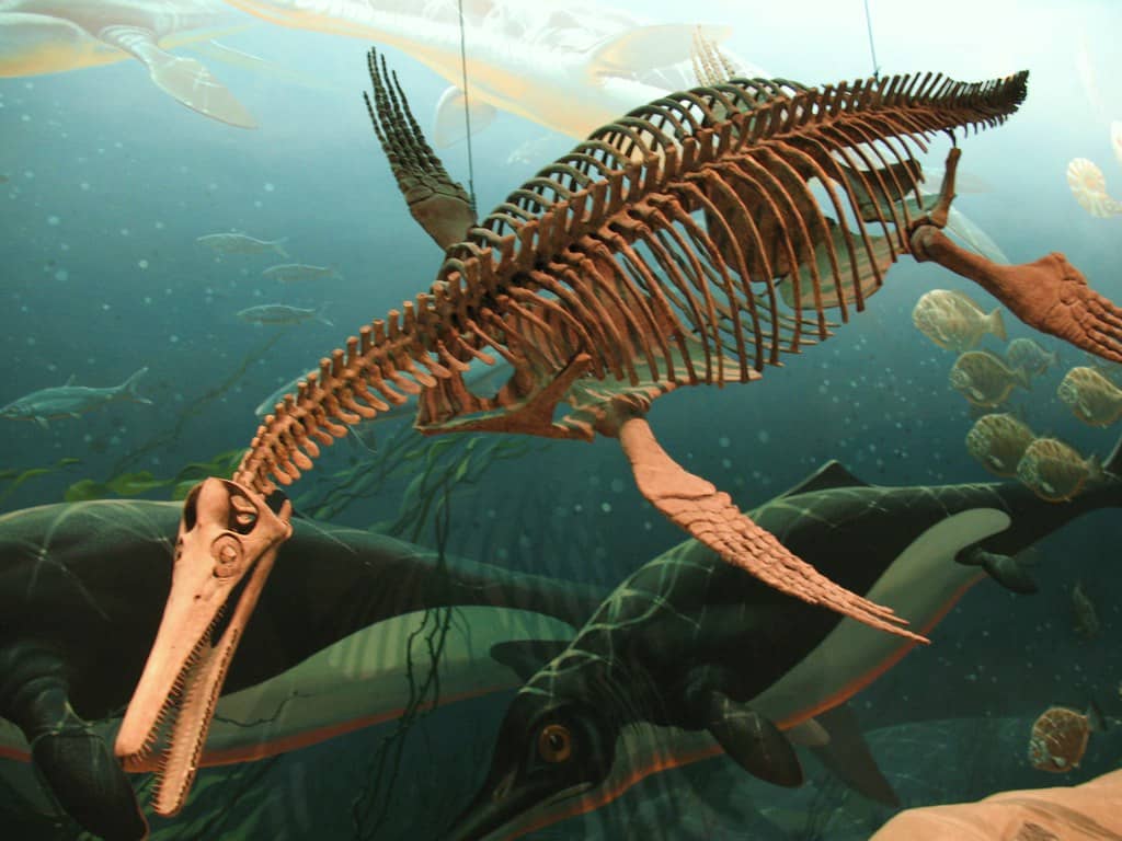 Fossil Collection