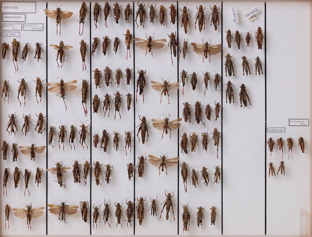 Insect Displays