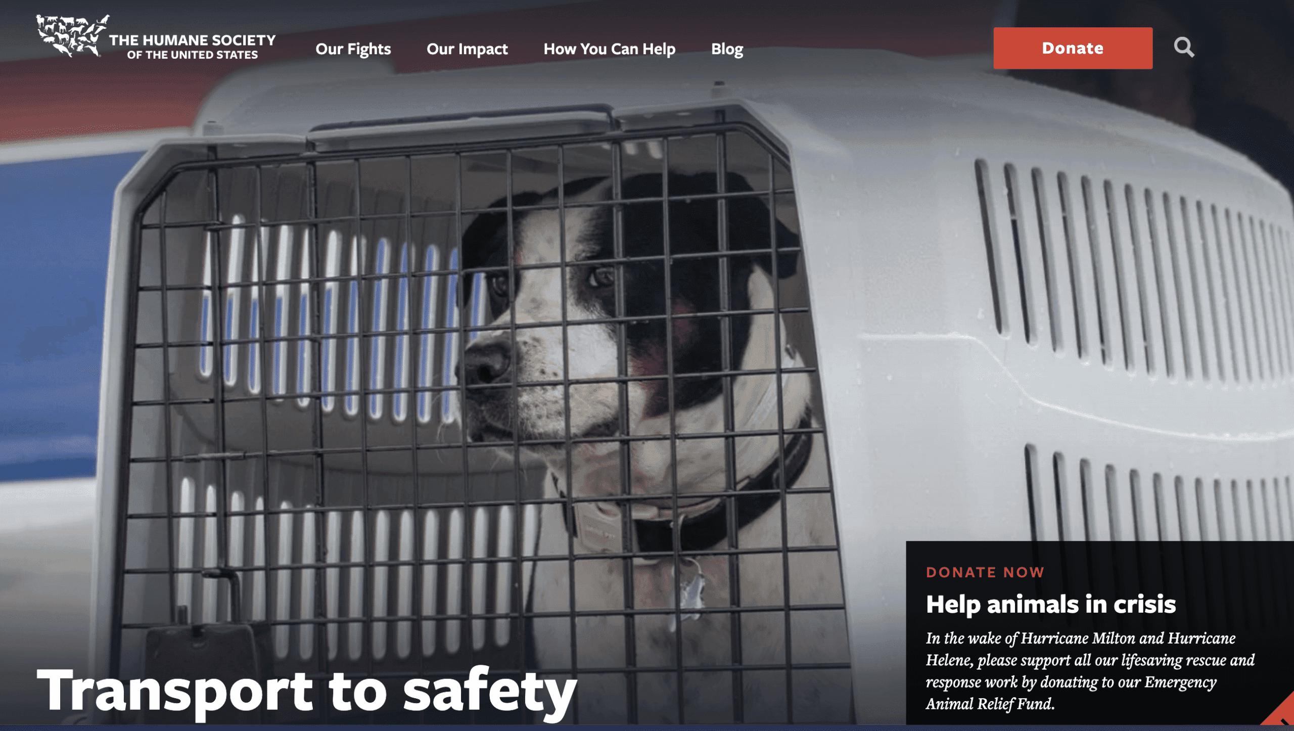 Heartfelt Rescue Stories