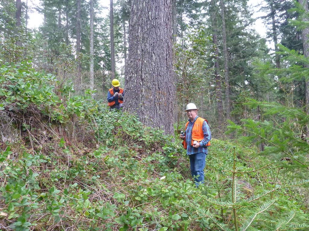 Towering Sugar Pines