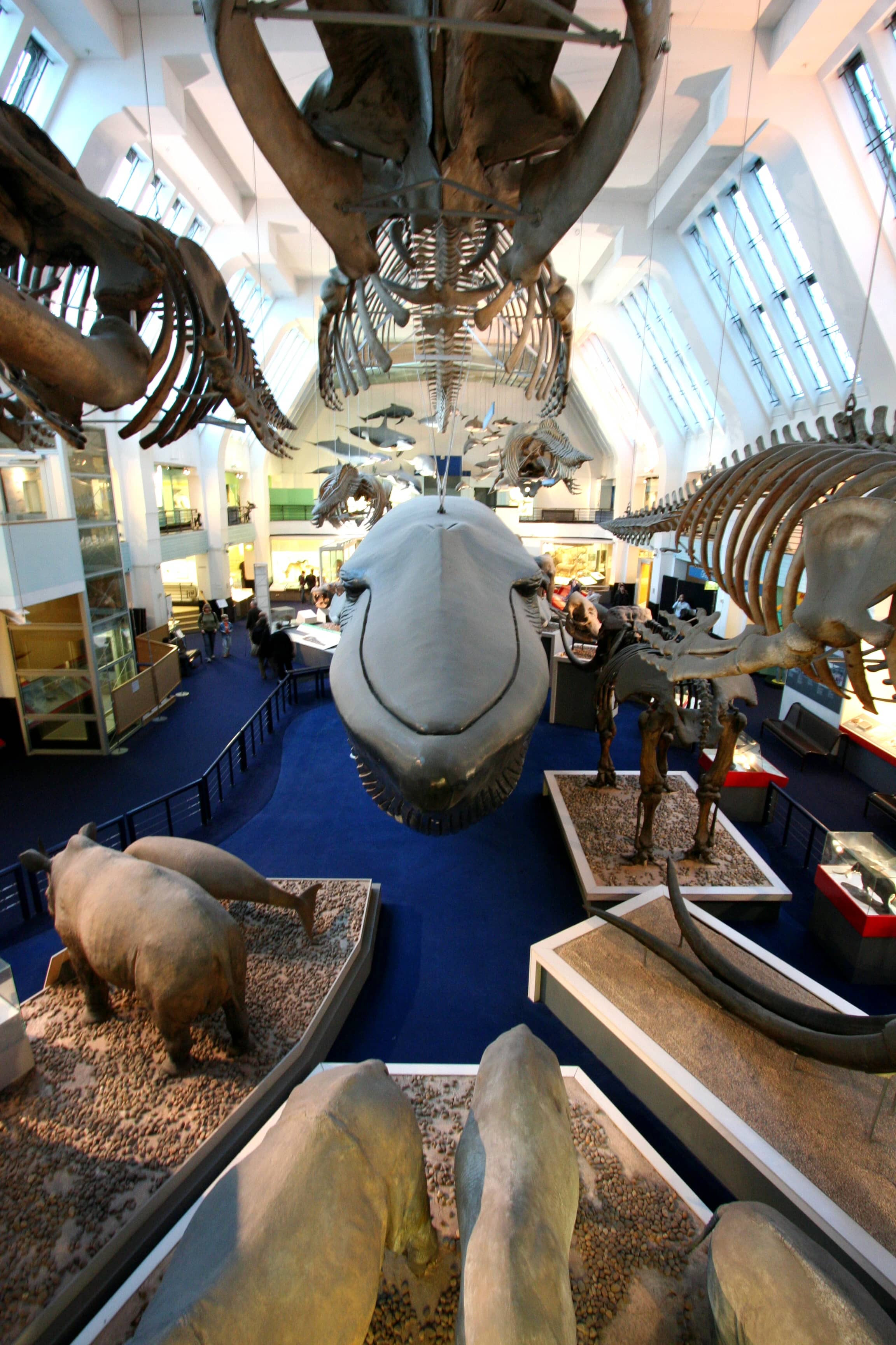 Mammal Hall
