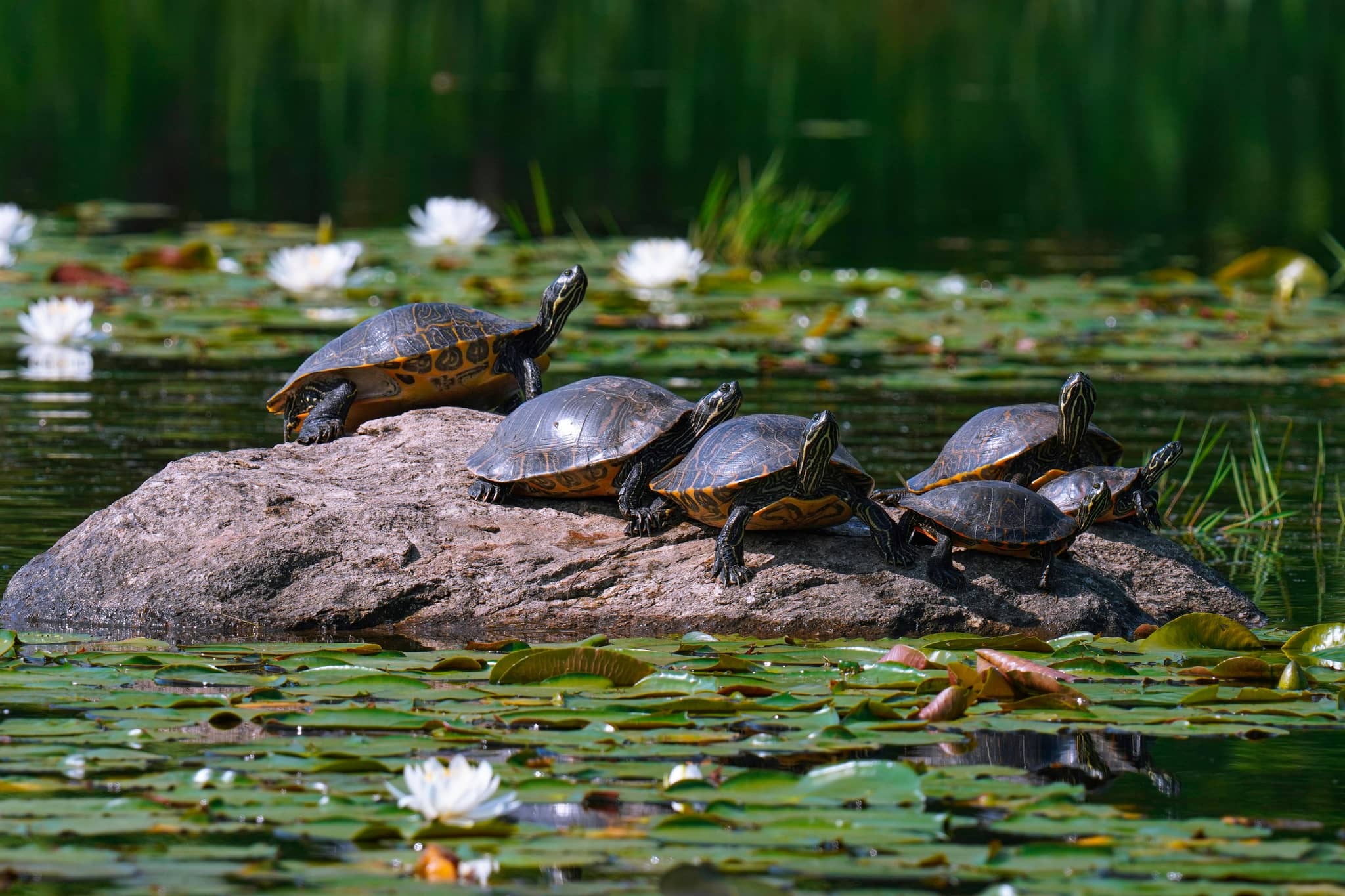 Wildlife Spotting Opportunities