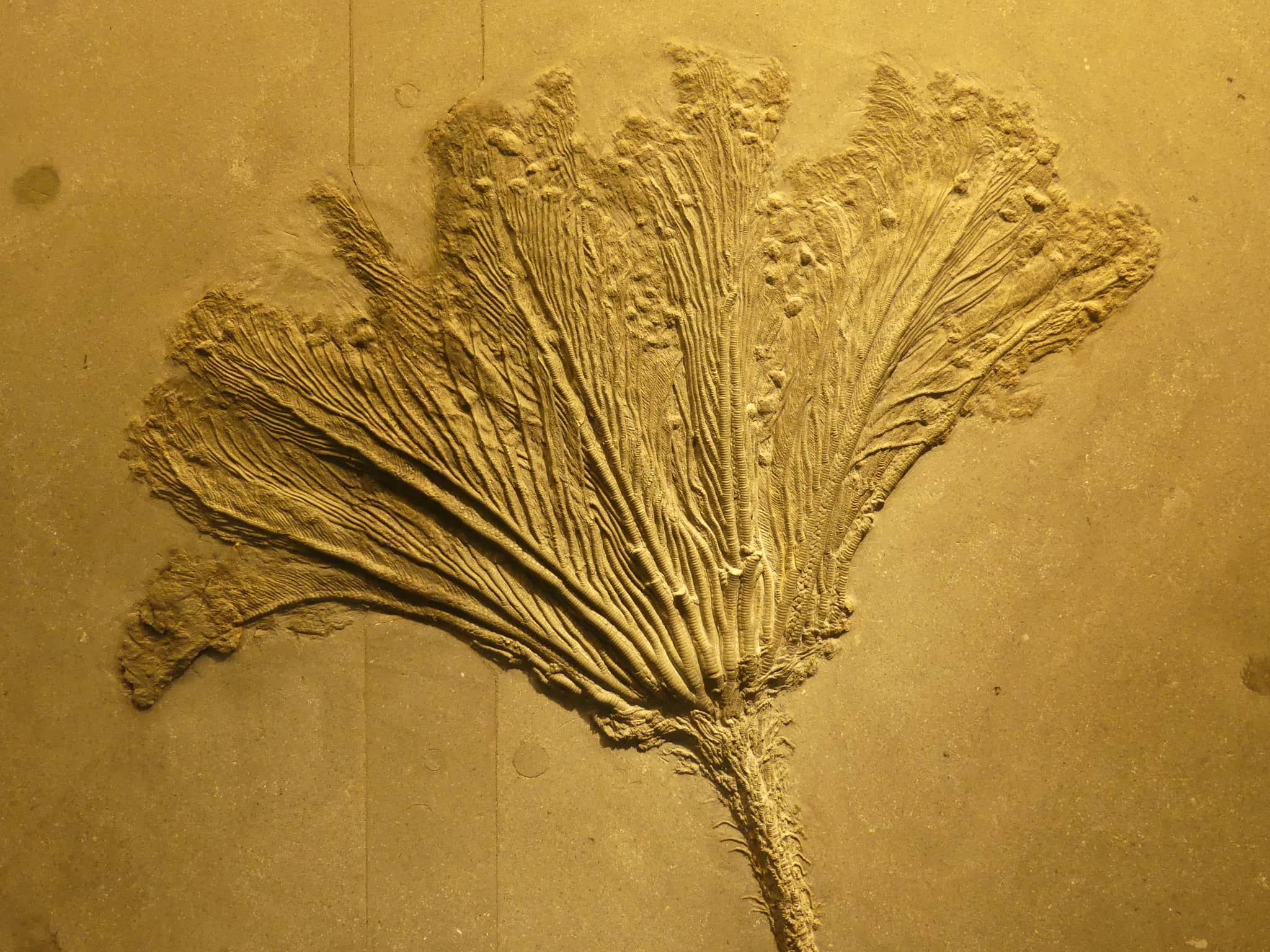 Fossil Collection