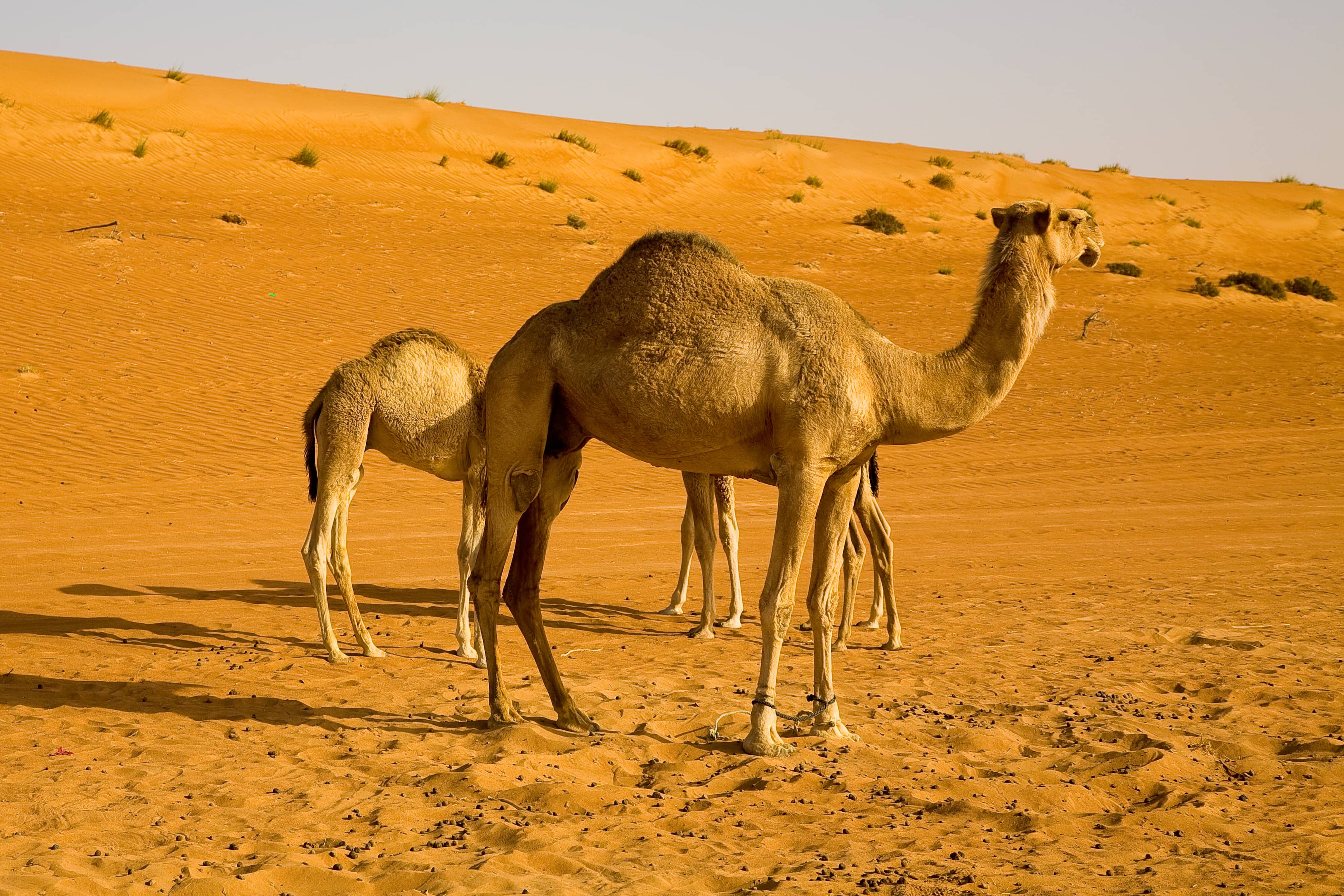 Free-Roaming Camels
