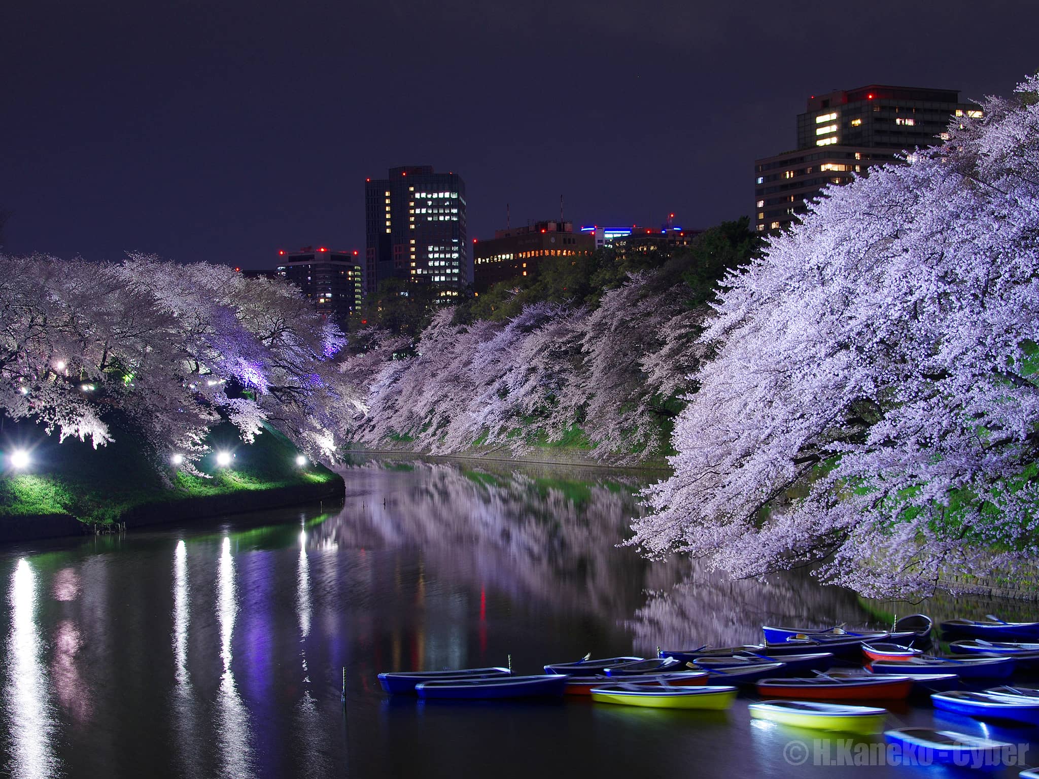 Sakura Tunnel Walkway