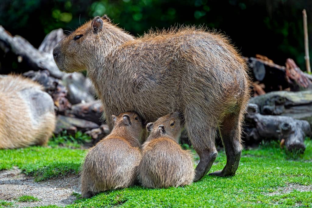 Capybara Feeding