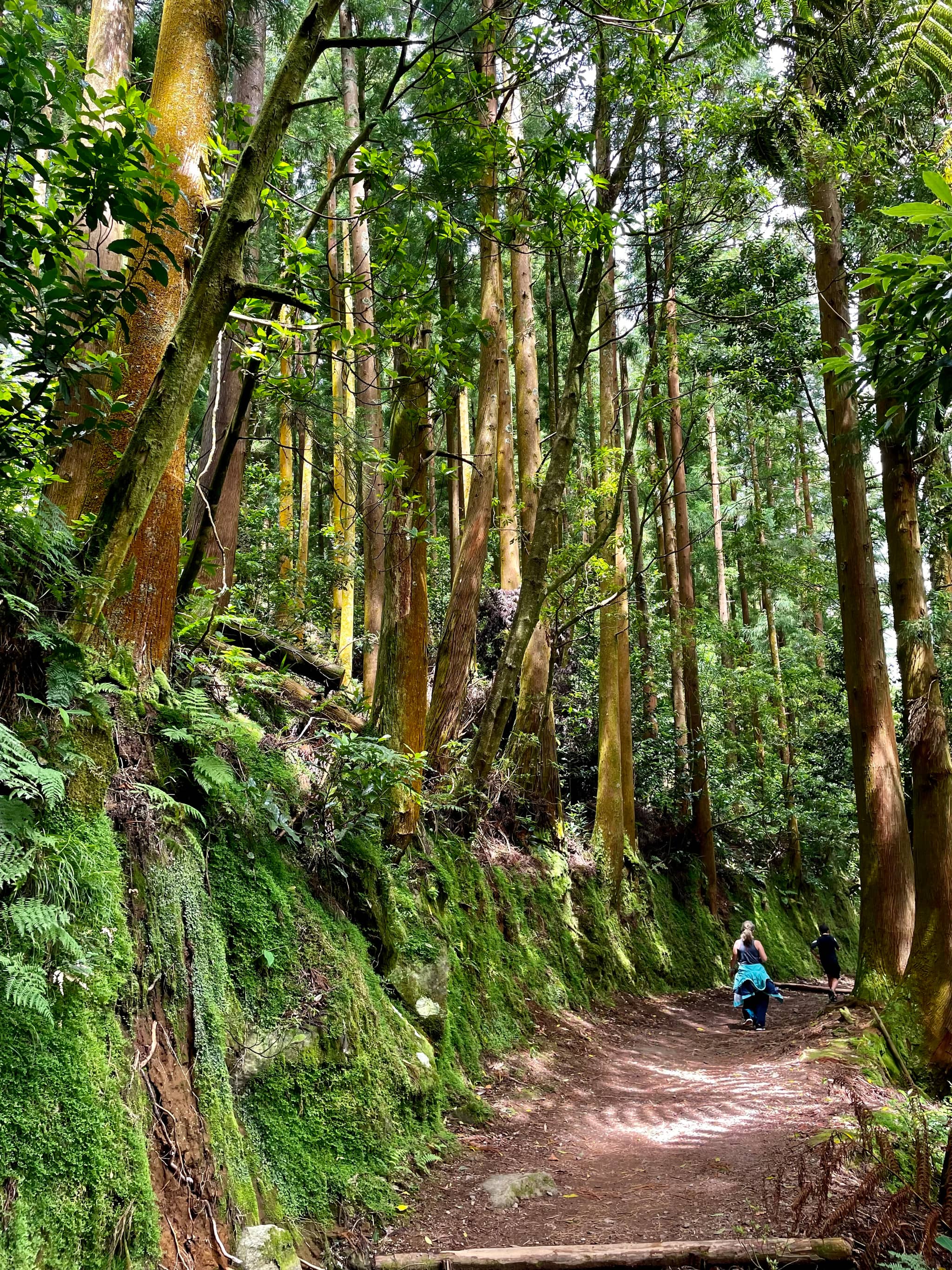 Enchanting Forest Hike