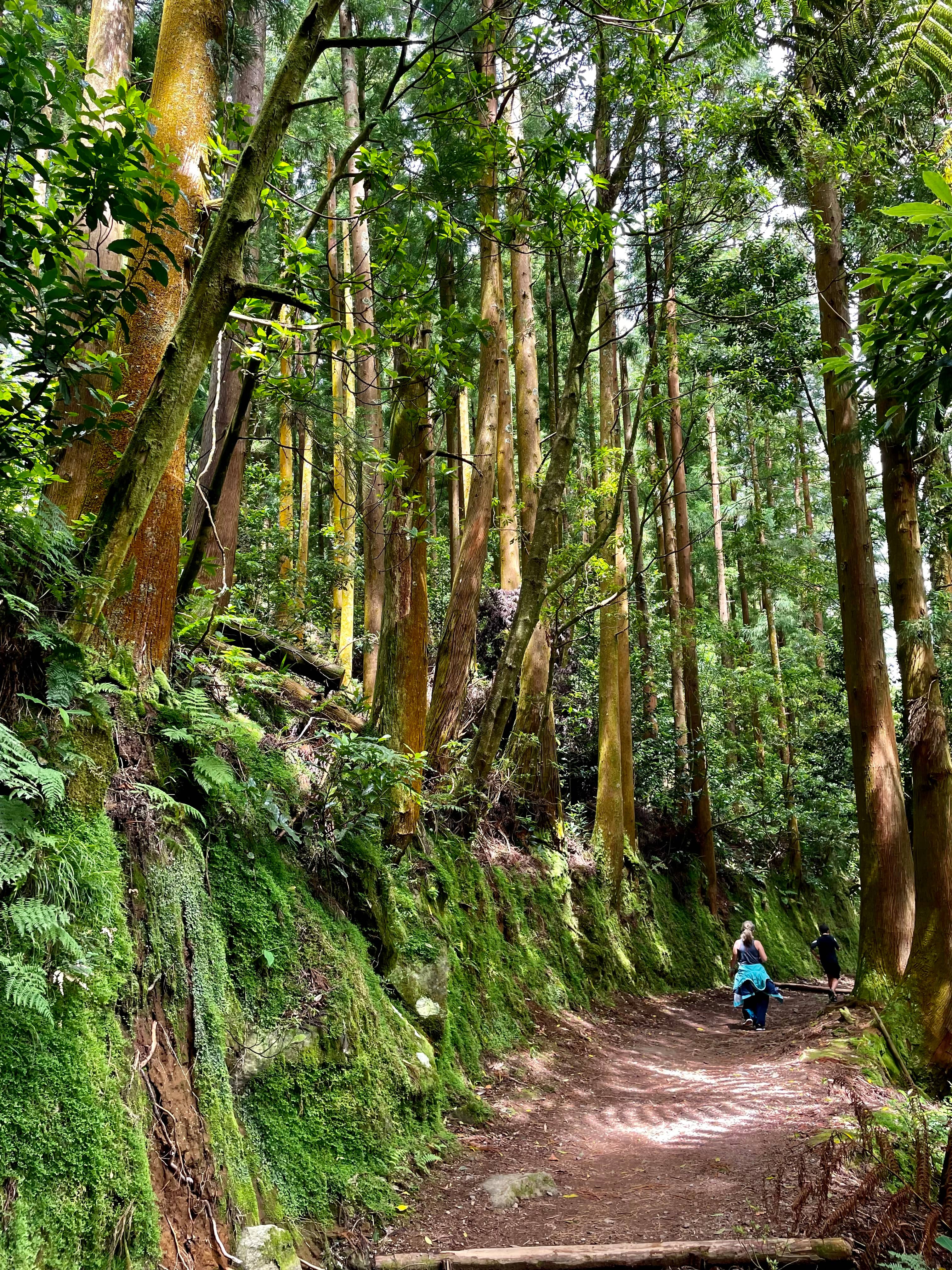 Enchanting Forest Hike