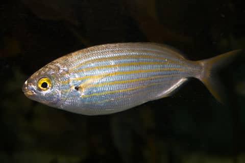 Mediterranean Marine Life