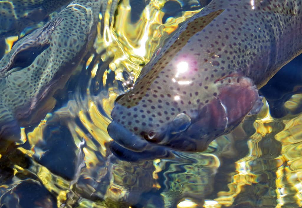 Trout Fishing Paradise