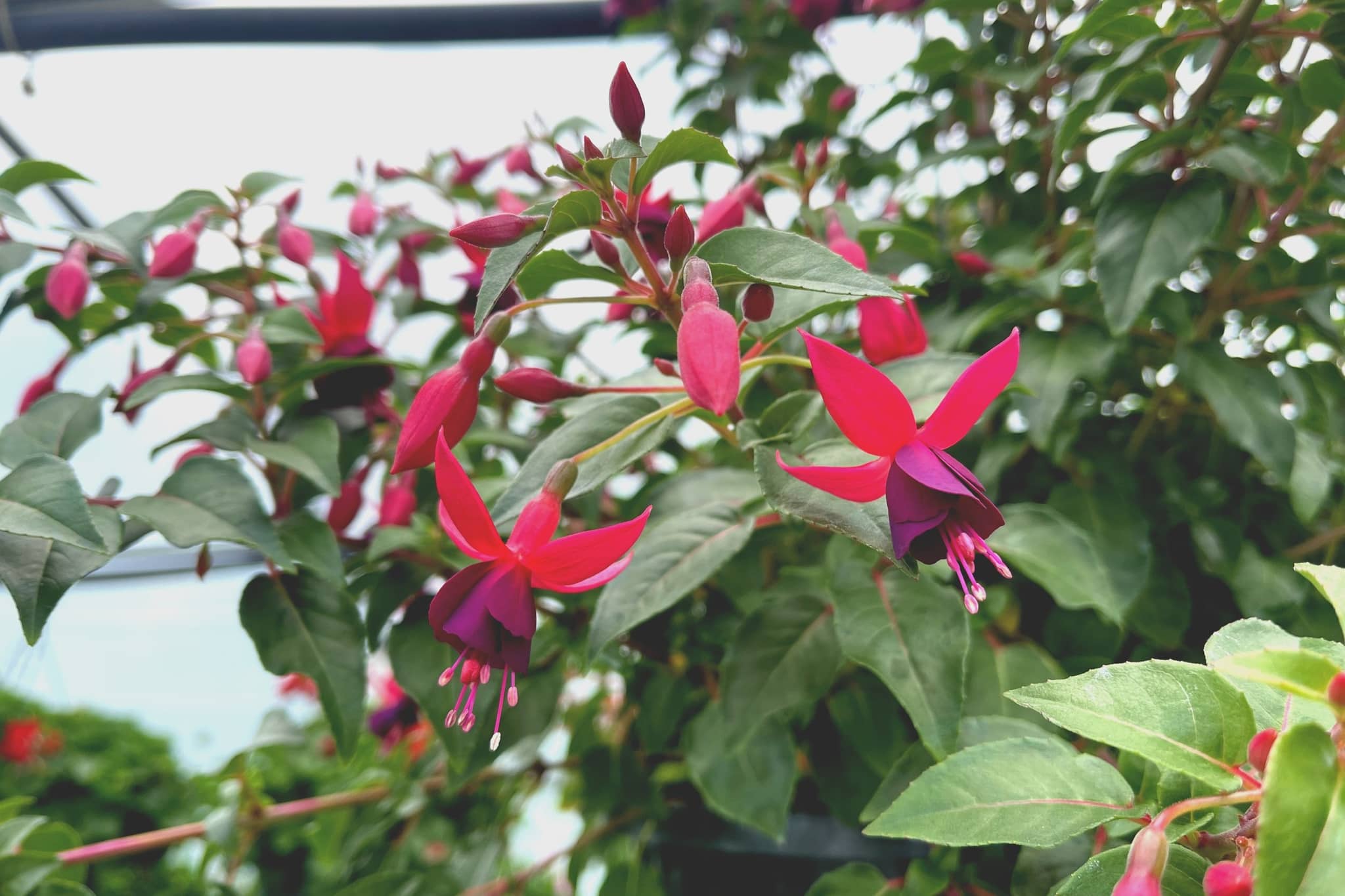 Nursery & Gardens