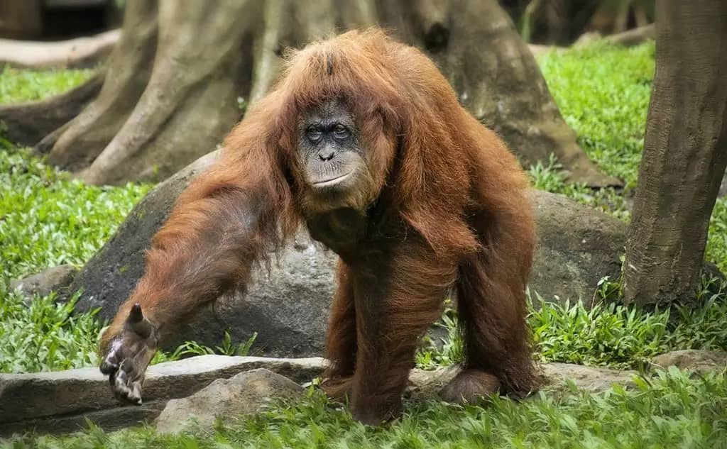 Orangutan Habitat