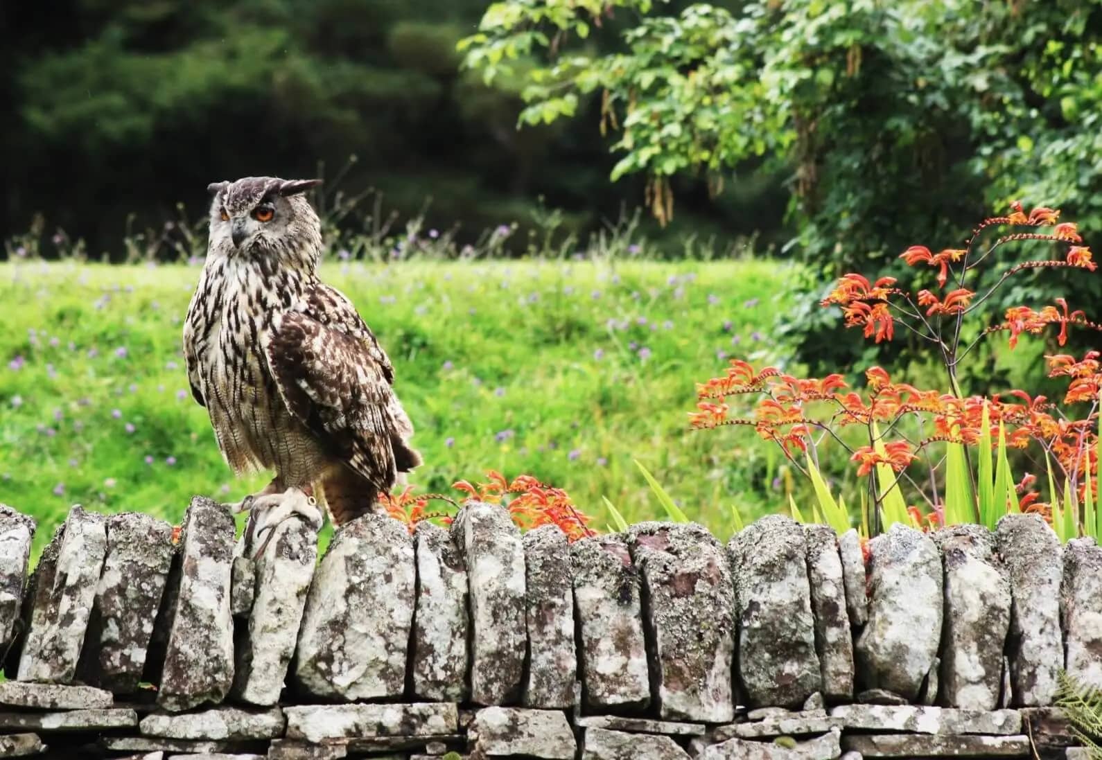 Water Features & Ponds