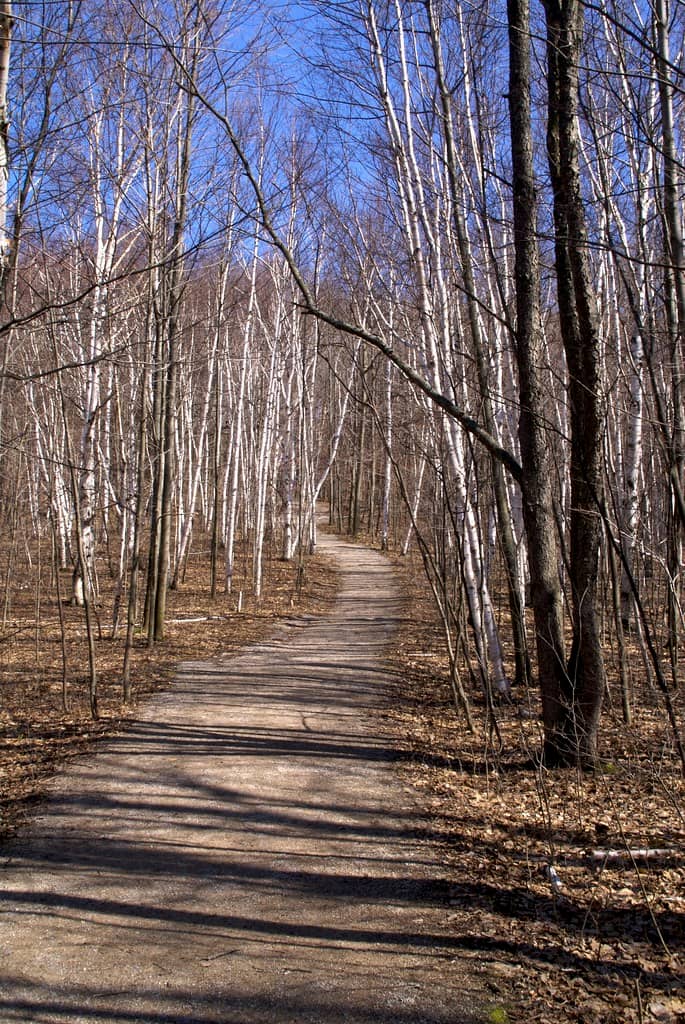 Wooded Forest Path