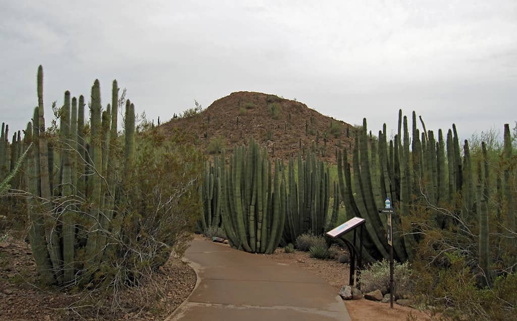 Desert Flora and Fauna