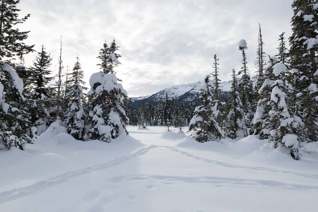 Winter Wonderland