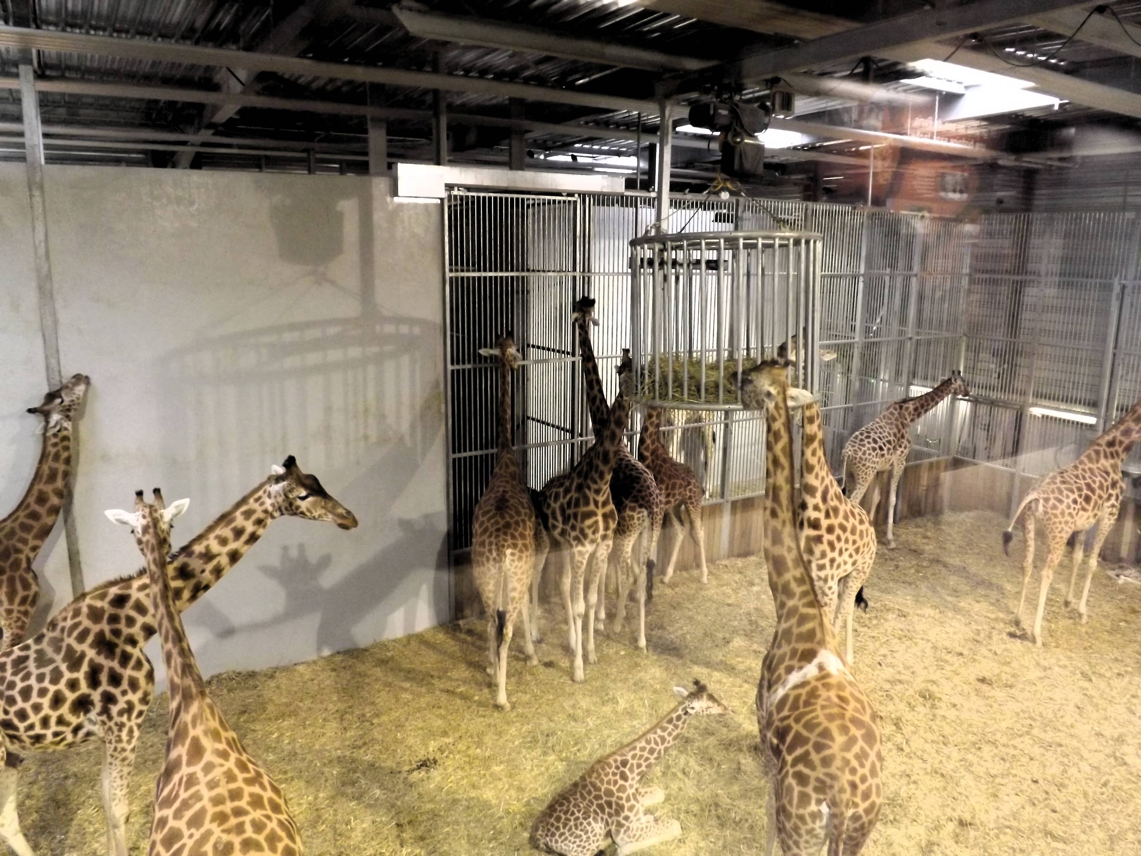 Parc Zoologique de Paris