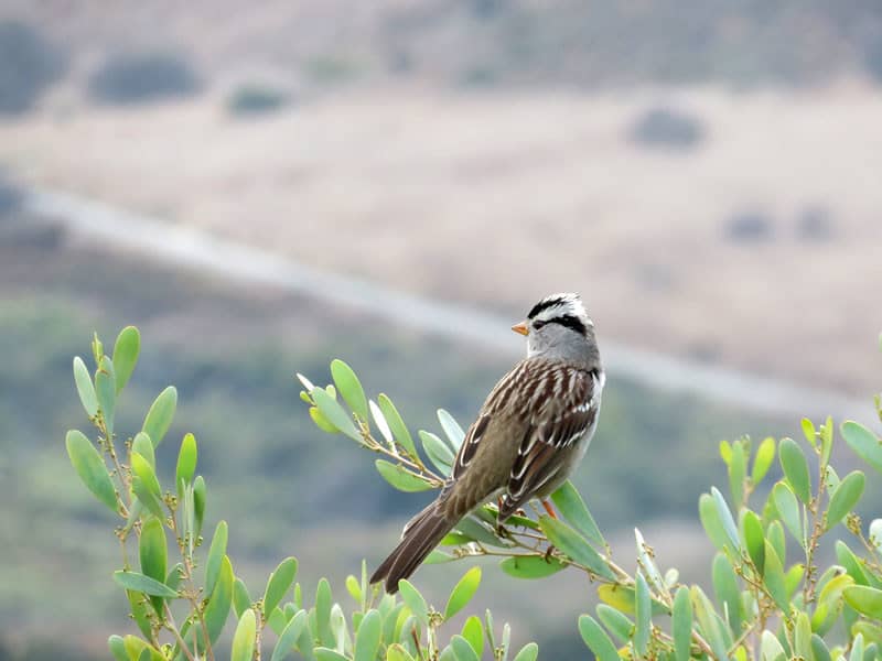 Wildlife Sightings