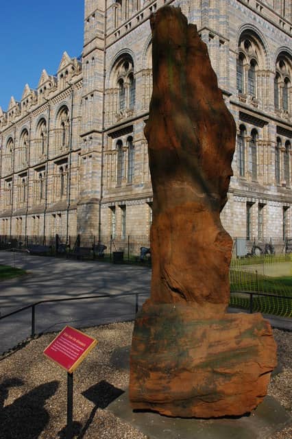 Ancient Fossil Tree