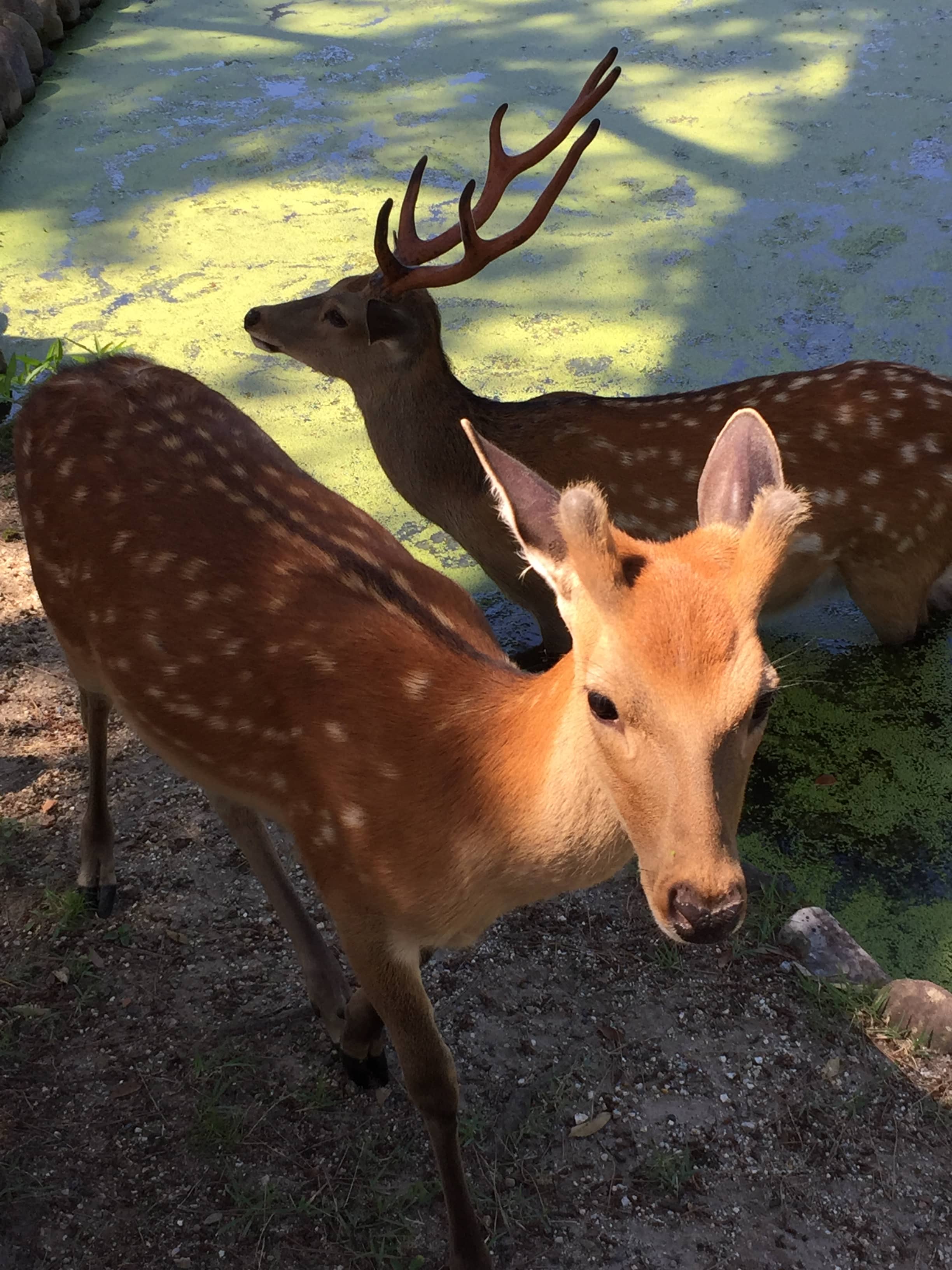 Nara Park Deer